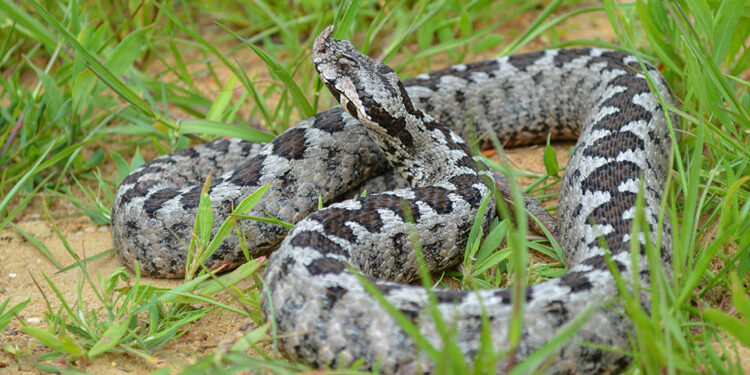 Οχιά τσίμπησε 19χρονο στην Αλόννησο
