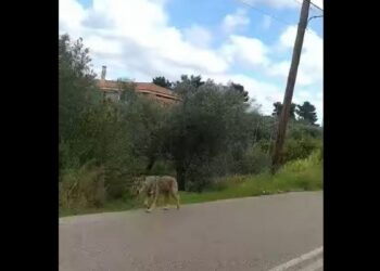 Χαλκίδα: Εμφανίστηκε λύκος κοντά σε κατοικημένη περιοχή