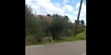 Χαλκίδα: Εμφανίστηκε λύκος κοντά σε κατοικημένη περιοχή