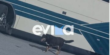 Εύβοια: Σκύλος αποφάσισε να πάει… σχολείο