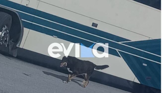 Εύβοια: Σκύλος αποφάσισε να πάει… σχολείο