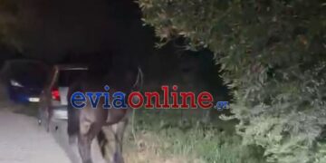 Εύβοια: Αναστάτωση από άλογα που κόβουν… βόλτες στους δρόμους της Νέας Αρτάκης – Κινητοποιήθηκε η Αστυνομία