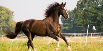 Στο νοσοκομείο 9χρονος που τραυματίστηκε από άλογο κατά τη διάρκεια εκδρομής