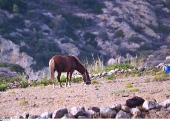 Θεσσαλονίκη: Στο μάγουλο δάγκωσε το άλογο τον 9χρονο μαθητή
