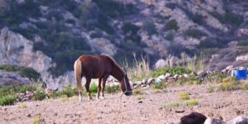 Θεσσαλονίκη: Στο μάγουλο δάγκωσε το άλογο τον 9χρονο μαθητή