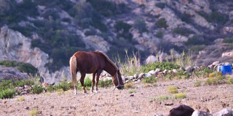 Θεσσαλονίκη: Στο μάγουλο δάγκωσε το άλογο τον 9χρονο μαθητή