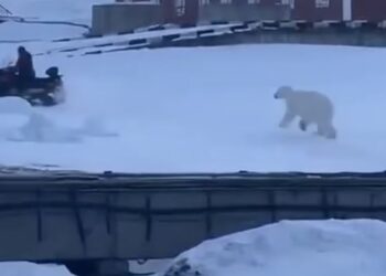 Βίντεο: Άνδρας τρέχει να σωθεί από πολική αρκούδα