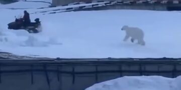 Βίντεο: Άνδρας τρέχει να σωθεί από πολική αρκούδα