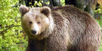 Αρκούδα εντοπίστηκε νεκρή με τραύμα από πυροβόλο όπλο 