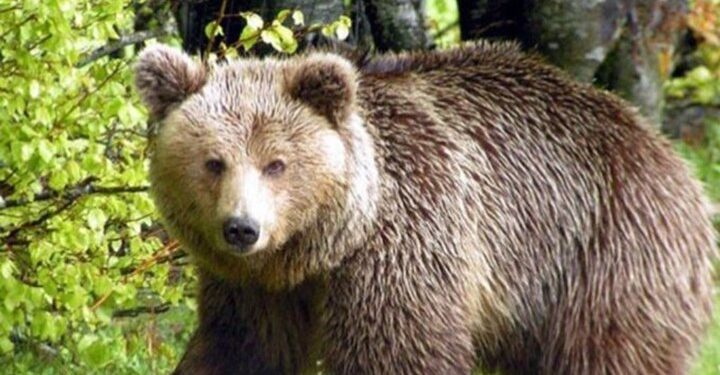 Αρκούδα εντοπίστηκε νεκρή με τραύμα από πυροβόλο όπλο 