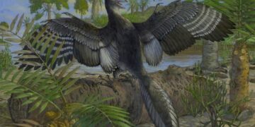 Ανακαλύφθηκε το «εργαλείο» απογείωσης των πρώτων πτηνών της Γης