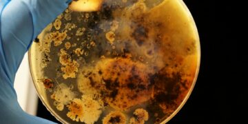 Επιστήμονες ανακάλυψαν «ανθεκτικό» βακτήριο με «μοναδικές ιδιότητες» στον κινεζικό διαστημικό σταθμό