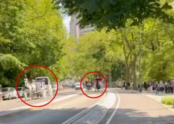 Βίντεο: Χάος στο Σέντραλ Παρκ της Νέας Υόρκης