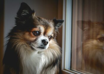 Οργή στην Αλαμπάμα: Έβαλε το τσιουάουα στον φούρνο και το έψησε ζωντανό