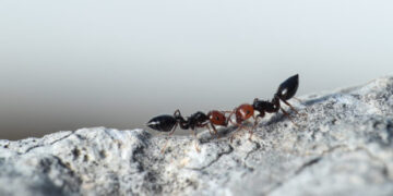 Η φυσική λύση για να τα απομακρύνετε από το σπίτι ψεκάζοντας με 1 υλικό που τα απωθεί