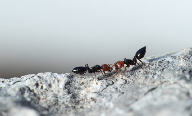 Η φυσική λύση για να τα απομακρύνετε από το σπίτι ψεκάζοντας με 1 υλικό που τα απωθεί