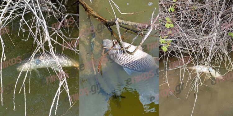 Έβρος: Πώς γέμισε ξανά με νεκρά ψάρια το Δέλτα του ποταμού