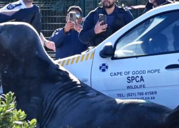 Θαλάσσιος ελέφαντας πήρε… τους δρόμους στο Κέιπ Τάουν