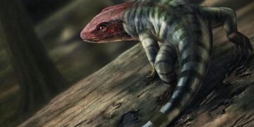 Αυτός είναι ο «πατριάρχης» της ανθρωπότητας, εντοπίστηκε ο αρχαιότερος πρόγονος των θηλαστικών