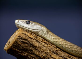 Τον δάγκωσαν φίδια 200 φορές. Και άνοιξε τον δρόμο για το απόλυτο αντίδοτο