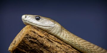 Τον δάγκωσαν φίδια 200 φορές. Και άνοιξε τον δρόμο για το απόλυτο αντίδοτο