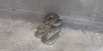 Θεσσαλονίκη: Φίδι εμφανίστηκε σε κουρείο