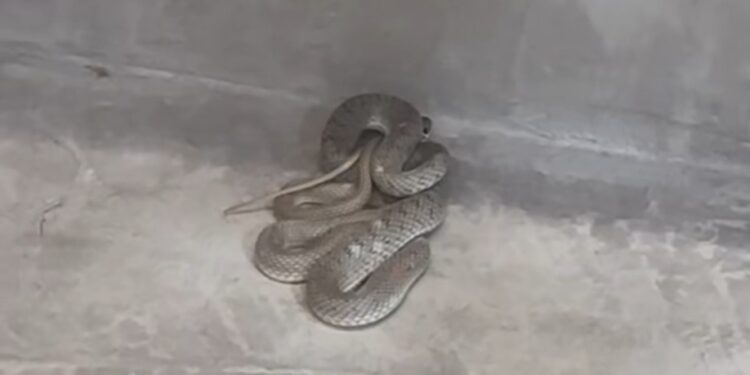 Θεσσαλονίκη: Φίδι εμφανίστηκε σε κουρείο