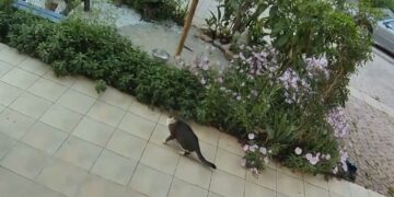 Βίντεο με την αντίδραση μίας γάτας στο «χτύπημα» του Εγκέλαδου