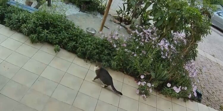 Βίντεο με την αντίδραση μίας γάτας στο «χτύπημα» του Εγκέλαδου