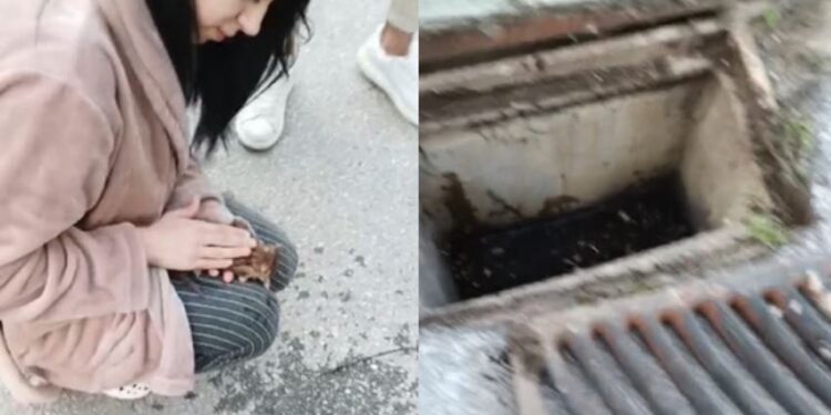 Θεσσαλονίκη: 21χρονη νοσηλεύτρια επανέφερε στη ζωή γατάκι που είχε πέσει σε φρεάτιο