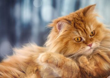 Βρέθηκε το καλά φυλαγμένο μυστικό των πορτοκαλί γατών