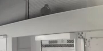 Γλυφάδα: Συνελήφθη 26χρονος διαρρήκτης που είχε «μπουκάρει» 3 φορές στην ίδια εταιρεία μέσα σε δύο μέρες