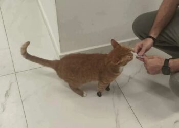 Θεσσαλονίκη: Όρθιος ξανά ο Ήφαιστος – Ο γάτος που είχε ακρωτηριαστεί στα 3 πόδια του, απέκτησε τεχνητά μέλη