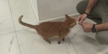 Θεσσαλονίκη: Όρθιος ξανά ο Ήφαιστος – Ο γάτος που είχε ακρωτηριαστεί στα 3 πόδια του, απέκτησε τεχνητά μέλη