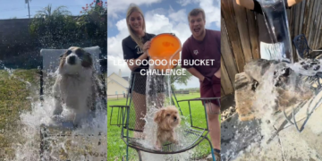 Προειδοποίηση προς τους ιδιοκτήτες κατοικίδιων για challenge στο TikTok