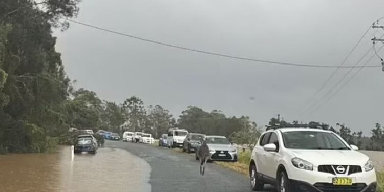 Καγκουρό προσπάθησε να πνίξει έναν άνδρα: Άγριος καβγάς με μπουνιές