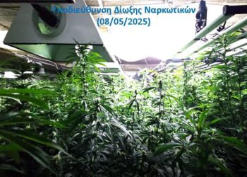 Δυτική Αττική: Μία σύλληψη για καλλιέργεια 136 δενδρυλλίων κάνναβης εσωτερικού χώρου και διακίνηση ναρκωτικών