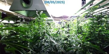 Δυτική Αττική: Μία σύλληψη για καλλιέργεια 136 δενδρυλλίων κάνναβης εσωτερικού χώρου και διακίνηση ναρκωτικών