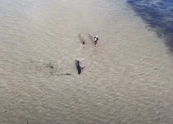 Πατέρας και γιος έβαλαν τη ζωή τους σε κίνδυνο για να σώσουν λευκό καρχαρία