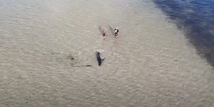 Πατέρας και γιος έβαλαν τη ζωή τους σε κίνδυνο για να σώσουν λευκό καρχαρία