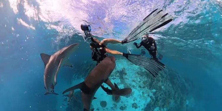 Καρχαρίες επιτέθηκαν σε ομάδα δυτών