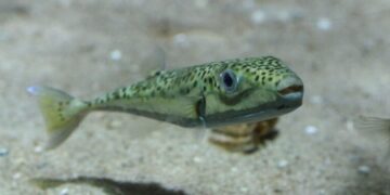 Μεσόγειος: Συναγερμός για επικίνδυνο ψάρι