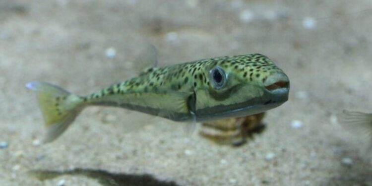 Μεσόγειος: Συναγερμός για επικίνδυνο ψάρι