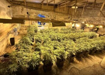 Μέγαρα: Εξαρθρώθηκαν δύο κυκλώματα διακίνησης κοκαΐνης και κάνναβης