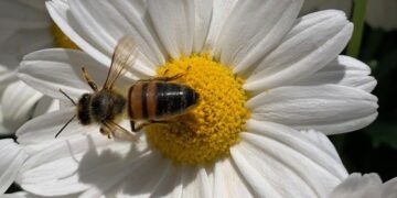 Παγκόσμια Ημέρα της Μέλισσας