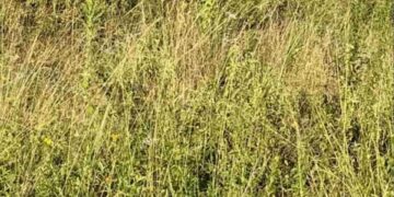 Μόνο οι πιο έξυπνοι θα βρουν την γάτα σε 5 δευτερόλεπτα