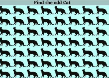 Μόνο 1 στους 10 ανθρώπους θα βρει την διαφορετική γάτα σε 8 δευτερόλεπτα