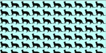 Μόνο 1 στους 10 ανθρώπους θα βρει την διαφορετική γάτα σε 8 δευτερόλεπτα