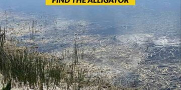 Μόνο αν είσαι ο Σέρλοκ Χολμς θα βρεις τον αλιγάτορα σε 7 δευτερόλεπτα