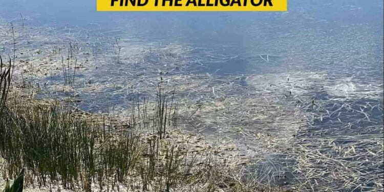 Μόνο αν είσαι ο Σέρλοκ Χολμς θα βρεις τον αλιγάτορα σε 7 δευτερόλεπτα